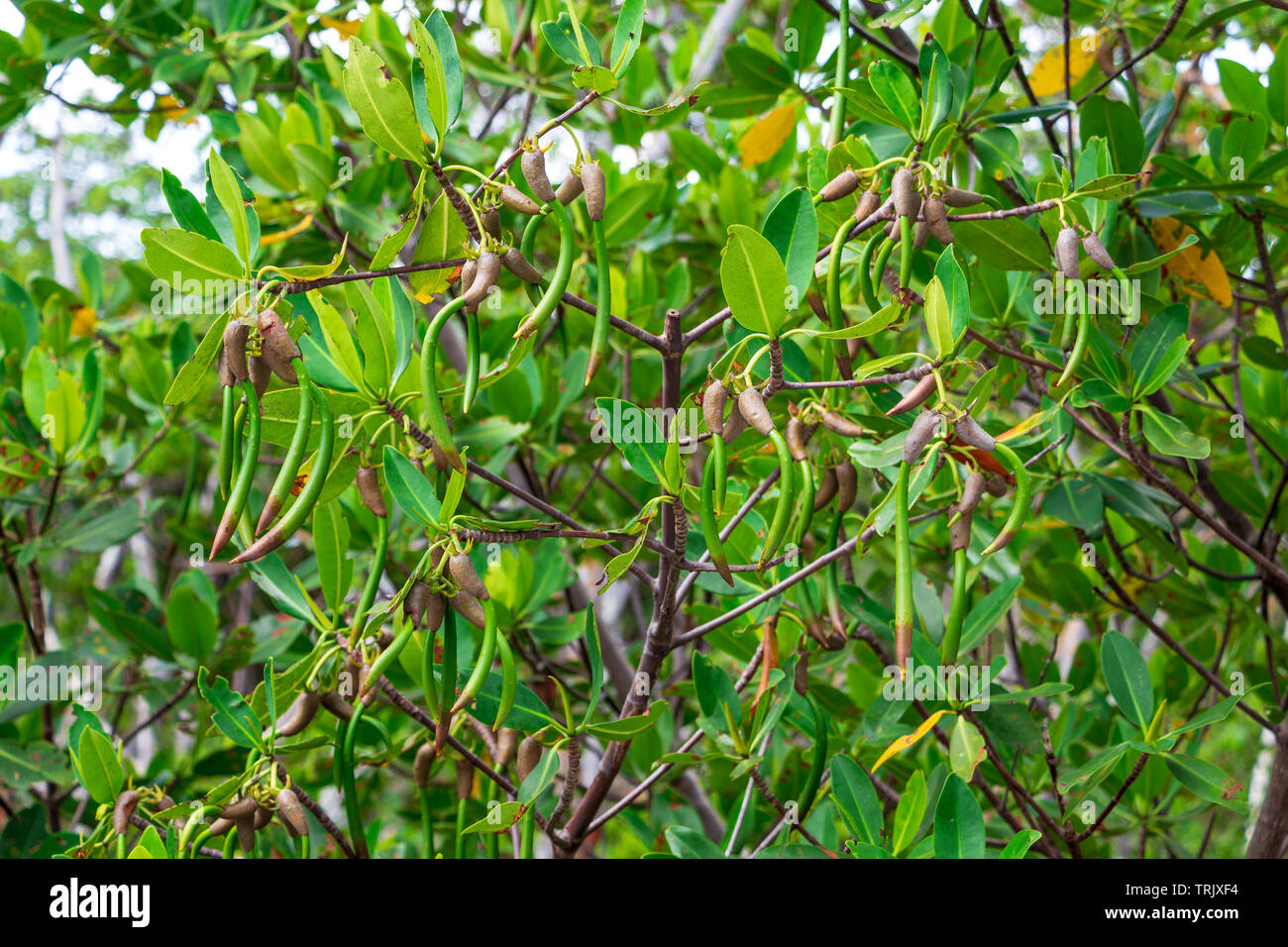Red mangrove (Rhizophora mangle) seed pods - Anne Kolb / West Lake Park, Hollywood, Florida, USA Stock Photo