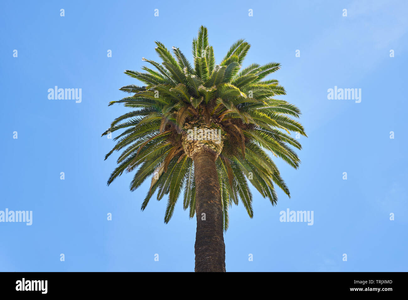 Palm, coconut, blue sky, beach, spain, Barcelona, vacation, rest, family, party, freedom, beauty, nature Stock Photo