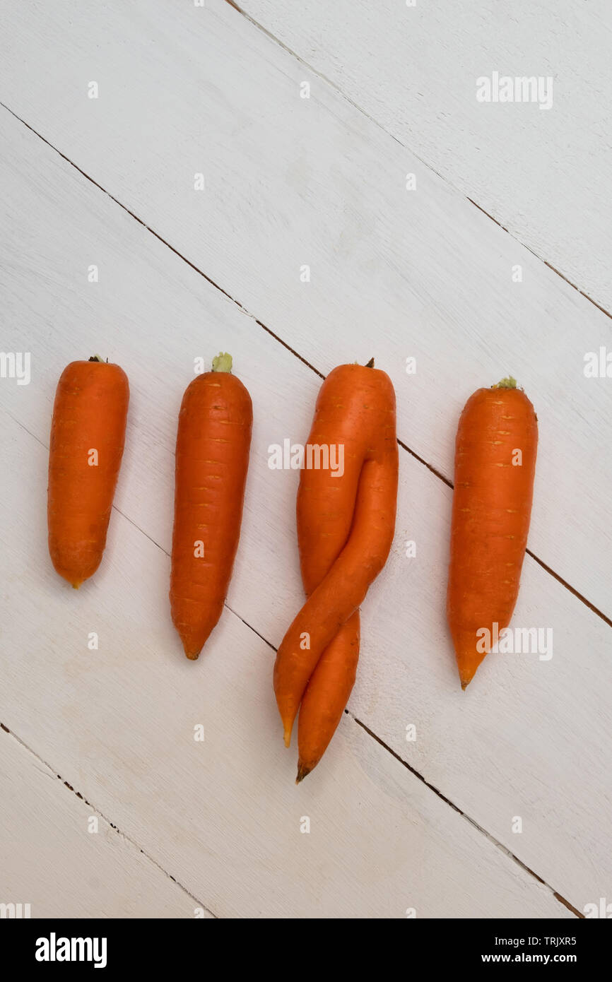 One ugly funny carrot among other normal good looking carrots. Zero waste concept. Stock Photo