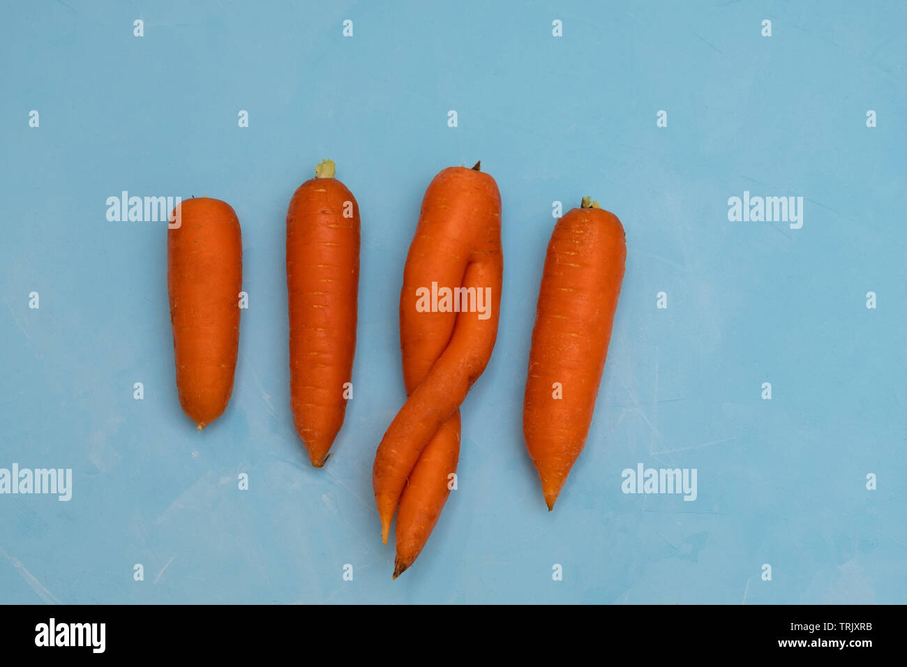 One weird ugly carot among other normal carrots on blue background. Zero waste concept. Stock Photo