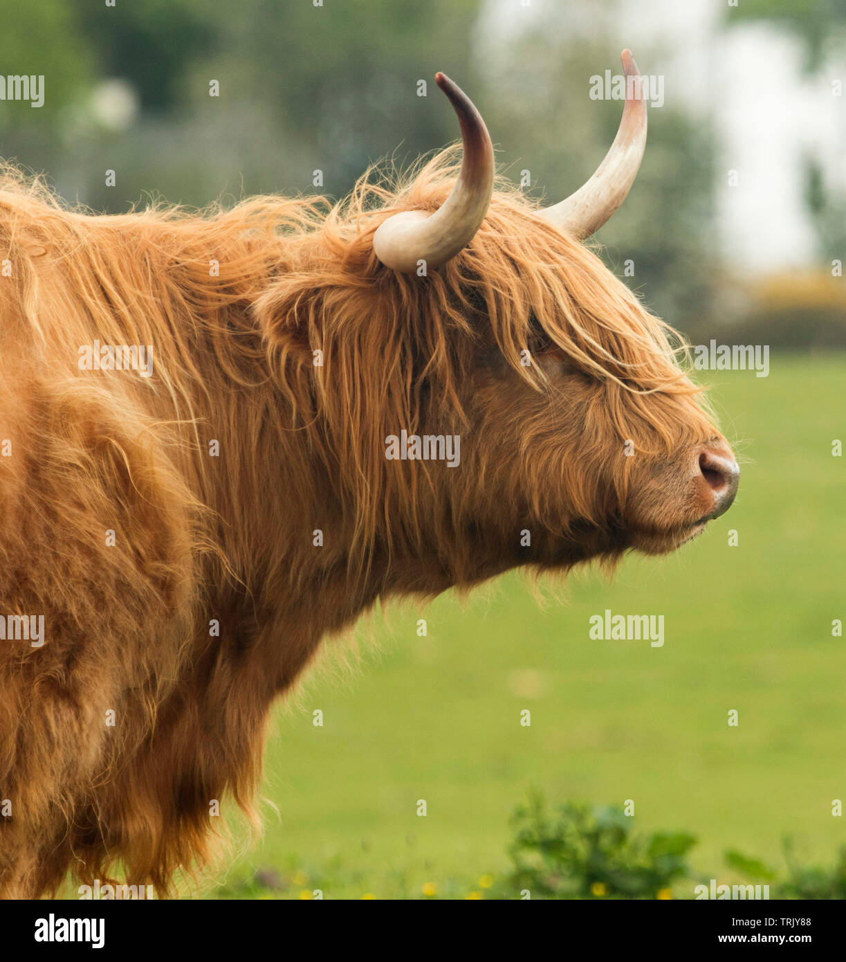 Head of highland cow with long shaggy ginger hair and large curved horns against background of green vegetation in Scottish highlands Stock Photo