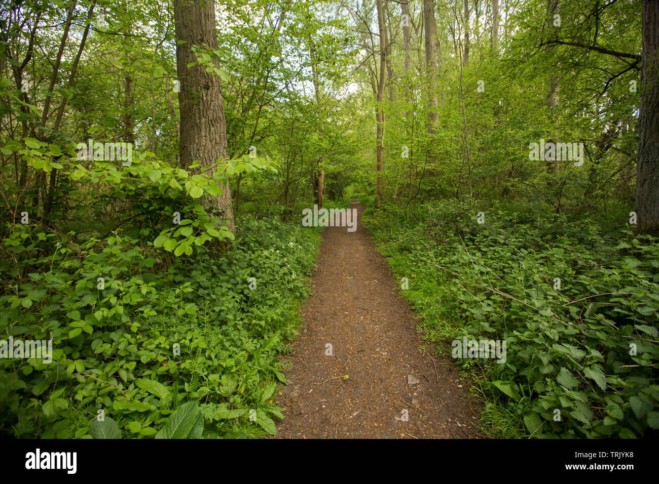 Pathway / walking track leading through verdant woodlands near village of Denham, England Stock Photo