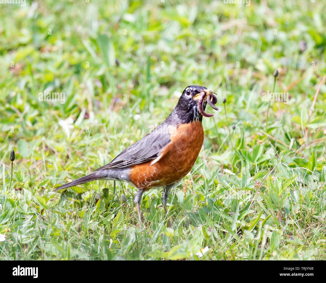 An American robin, Turdus migratorius, standing on the grass with a worm dangling from it's beak Stock Photo