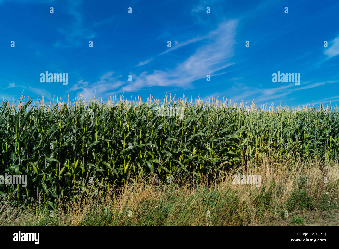 the yellow corn Stock Photo