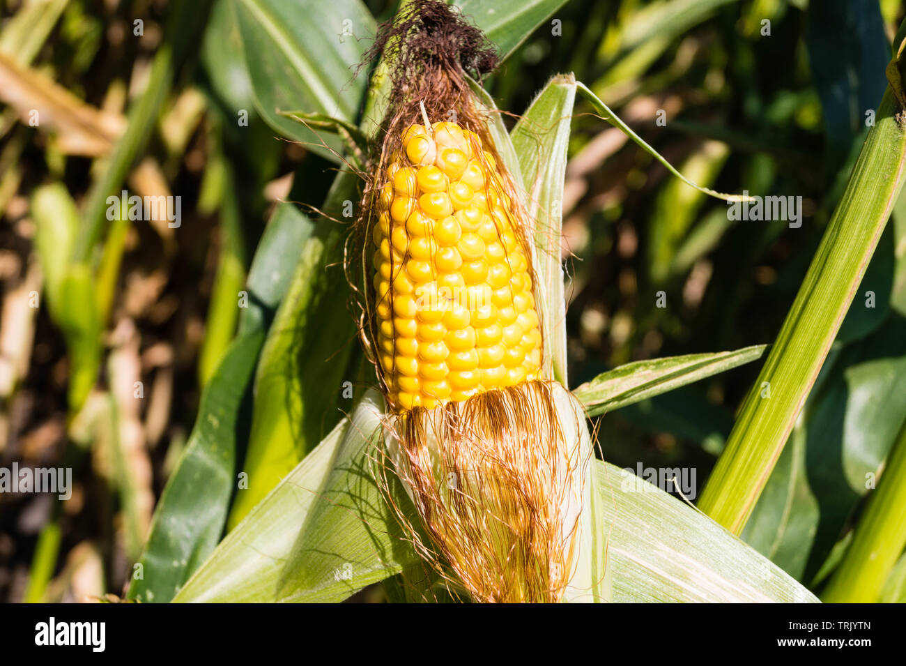 the yellow corn Stock Photo