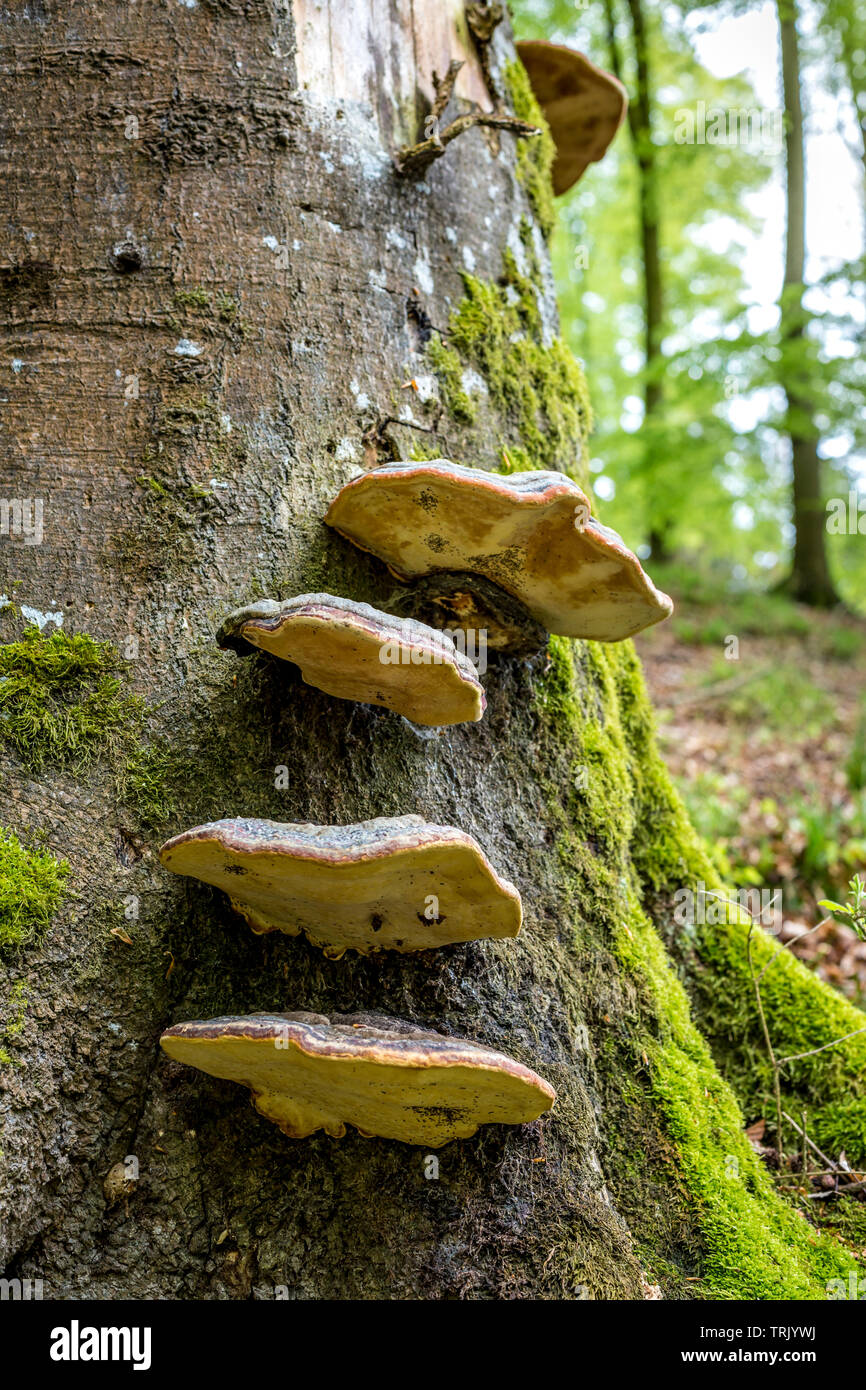 Polypore fungus mushroom growing on beech tree trunk Stock Photo Alamy