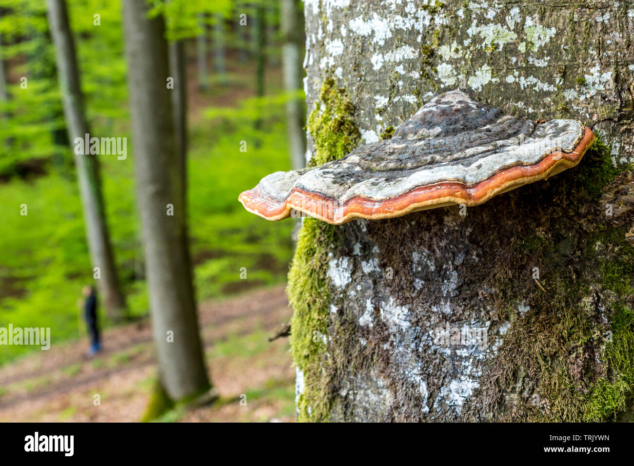 Polypore fungus mushroom growing on beech tree trunk Stock Photo