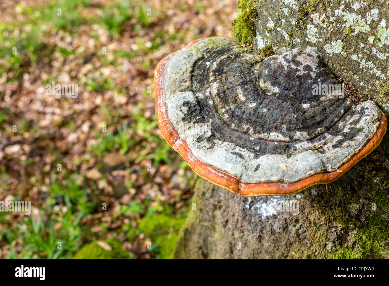 Polypore fungus mushroom growing on beech tree trunk Stock Photo