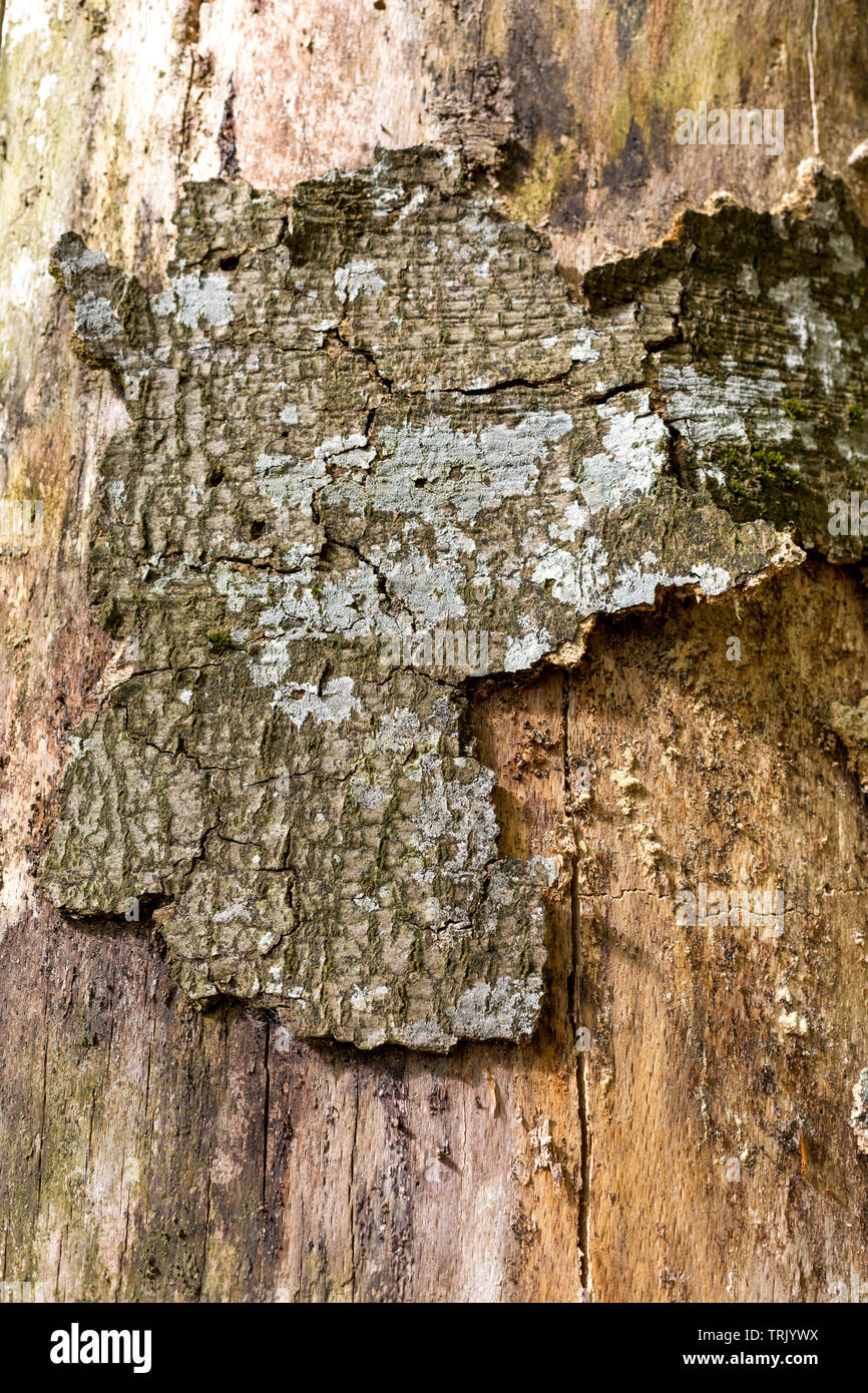 Damaged tree bark of European beech Stock Photo