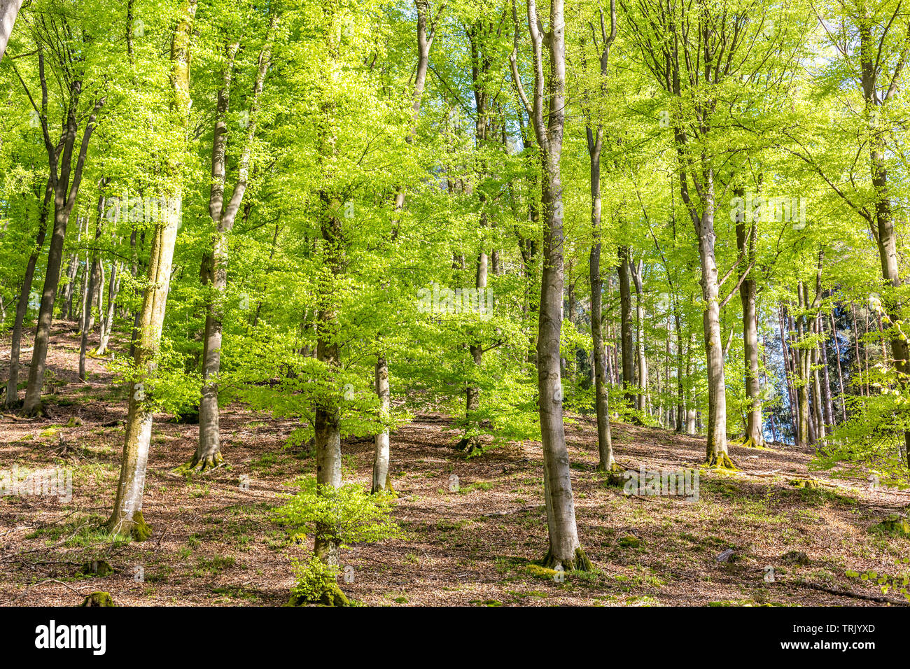 Beech forest in spring Stock Photo