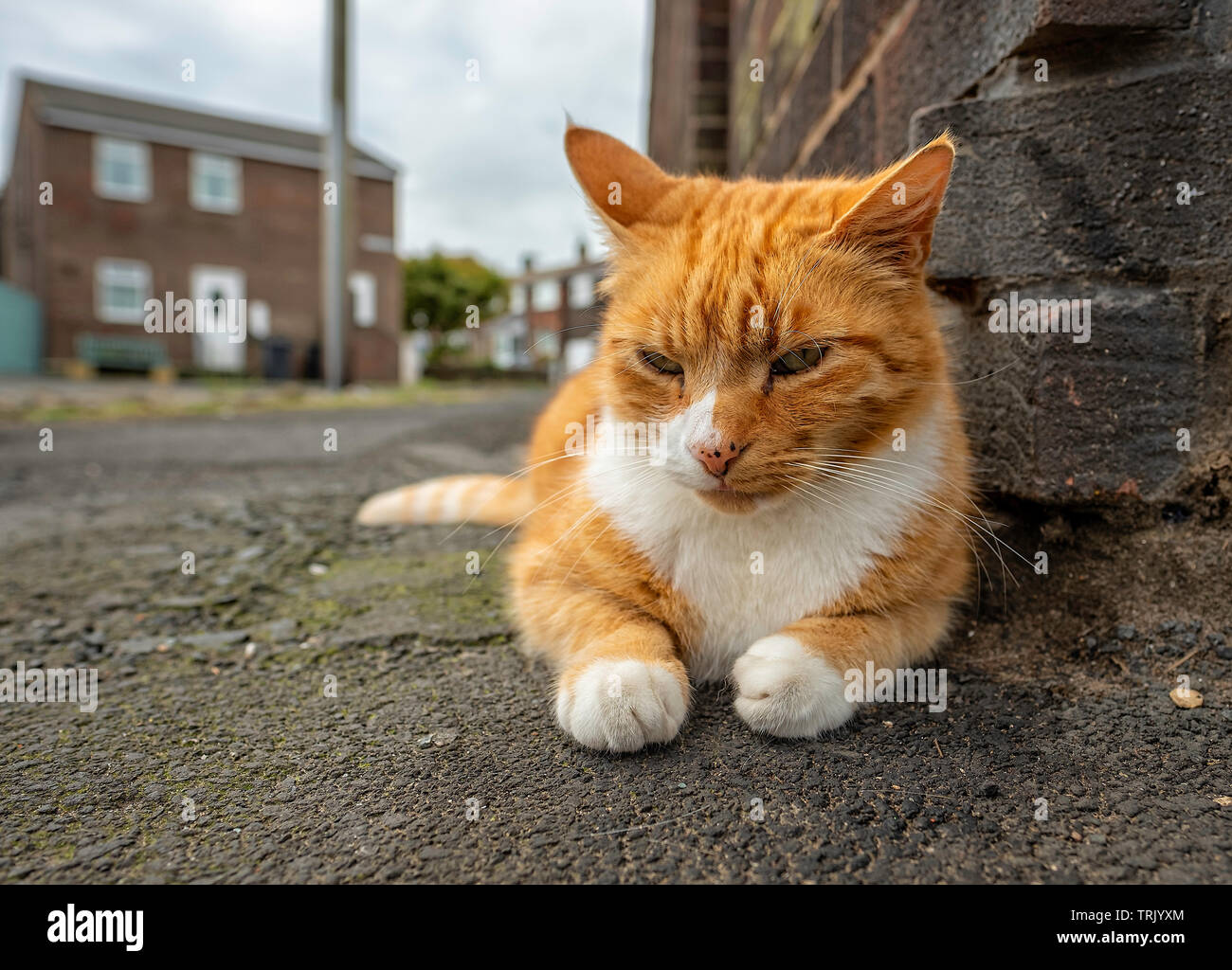 Domesticated Cat laying low on a street corner in Seahouses, Northumberland. Stock Photo