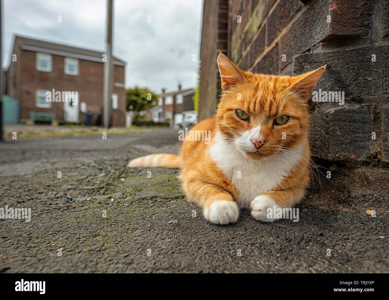 Domesticated Cat laying low on a street corner in Seahouses, Northumberland. Stock Photo