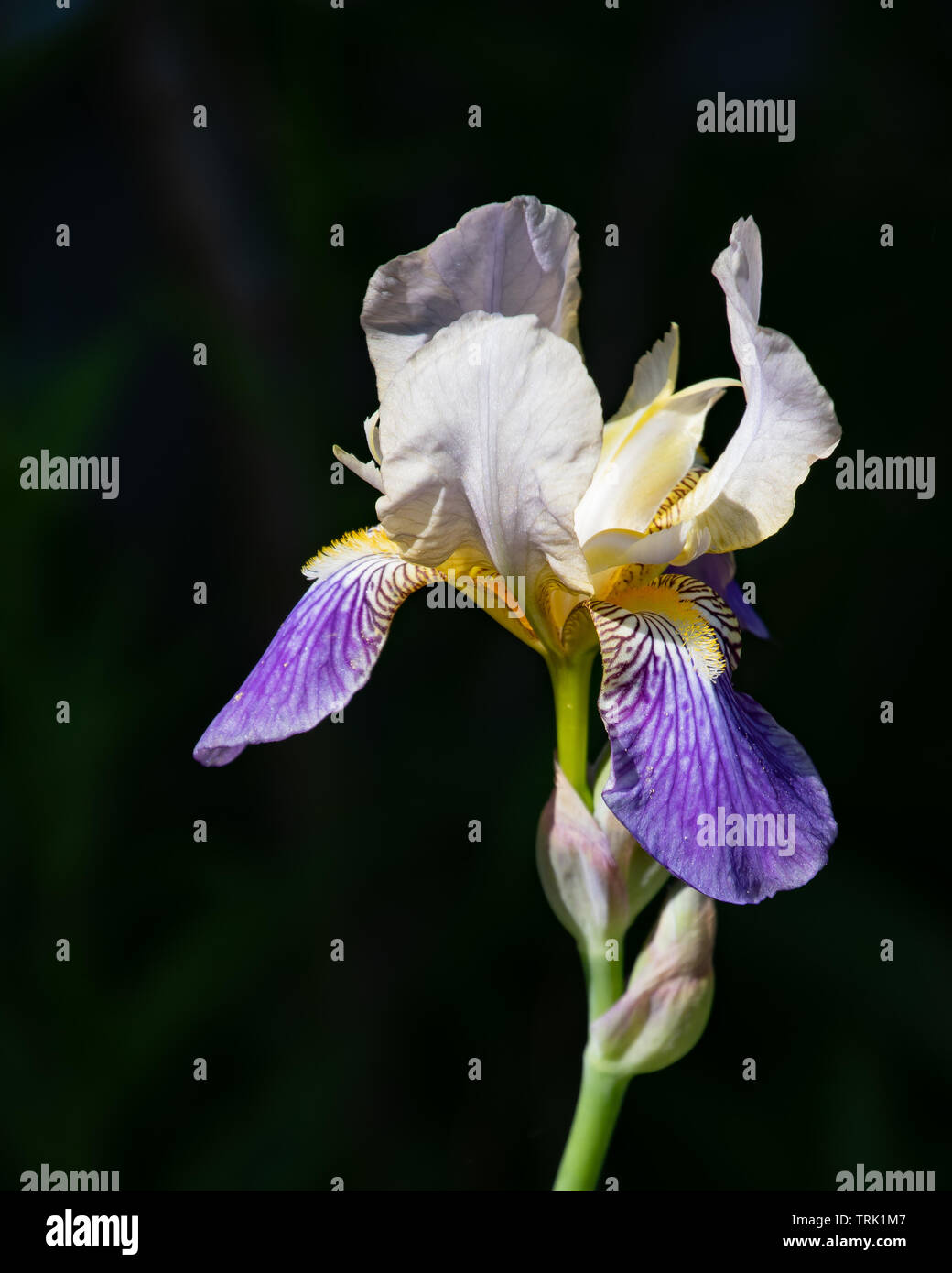 A sun lit blue and white bearded iris flower in the garden with a dark shadow background Stock Photo