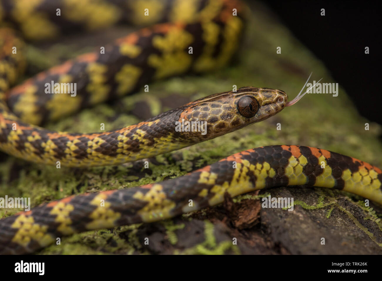 A panama spotted night snake (Siphlophis cervinus) it is harmless and feeds mainly on lizards. Stock Photo