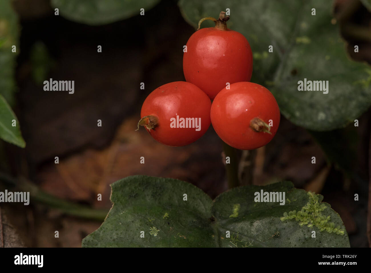 Three red berries grow in Yasuni national park, Ecuador in the Amazon rainforest. Stock Photo