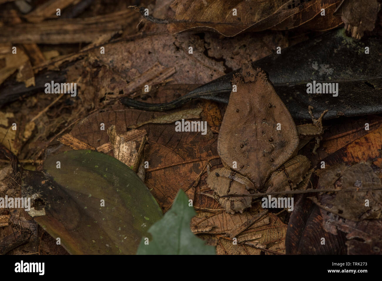 Edalorhina perezi (Perez's snouted frog) is a toad like from the Amazon jungle, it resembles a dead leaf and lives on the forest floor. Stock Photo