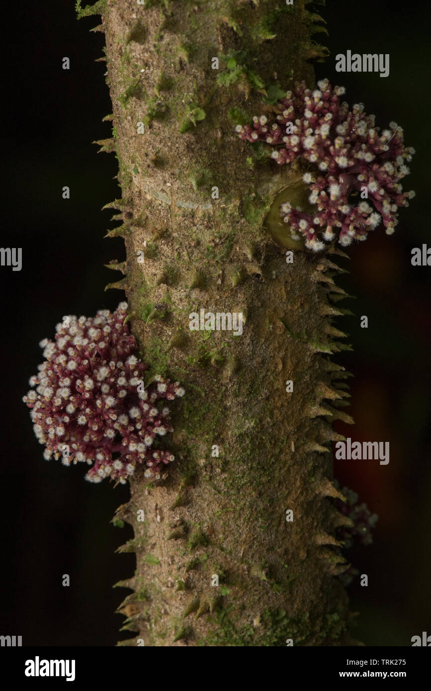 A flowering thorny vine from the lowland jungle in the Amazon of Ecuador. Stock Photo