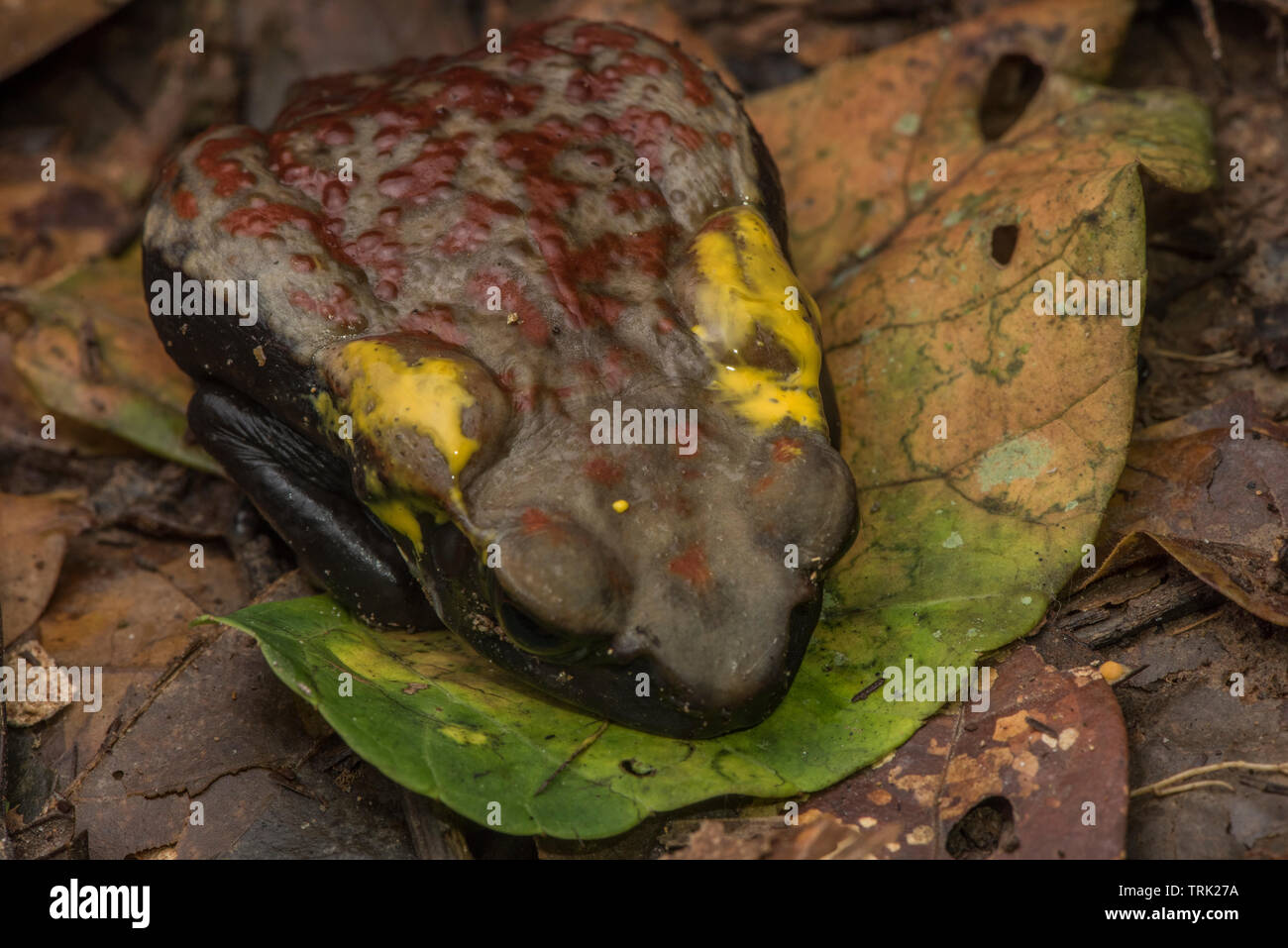 Smooth-sided toad (Rhaebo guttatus) releasing a poisonous substance from its parotoid glands. A potent neurotoxin it is dangerous if ingested. Stock Photo