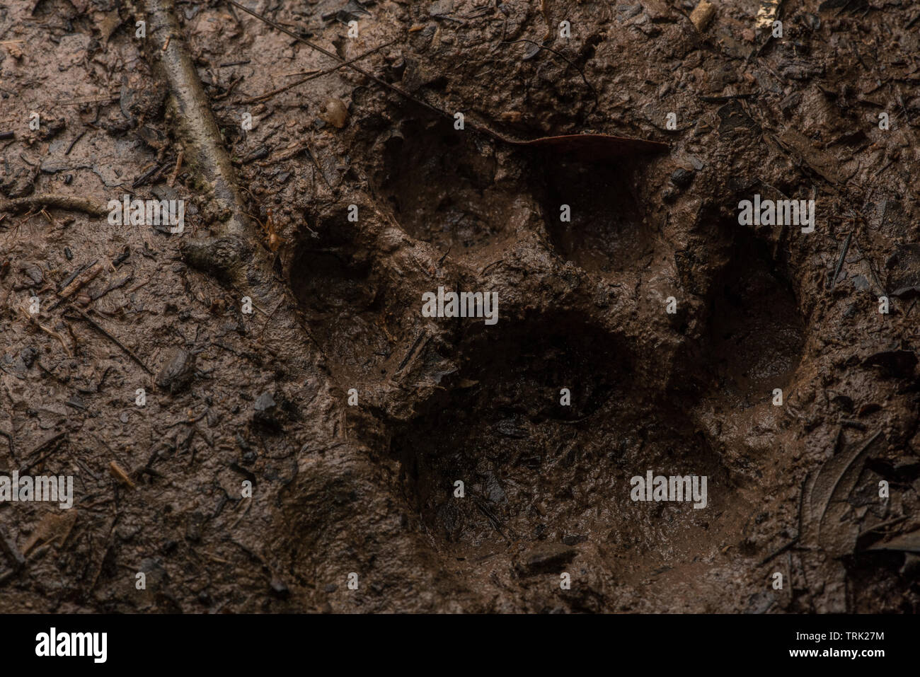 A footprint from a wild ocelot in Yasuni national park in the Amazon jungle of Ecuador. Stock Photo