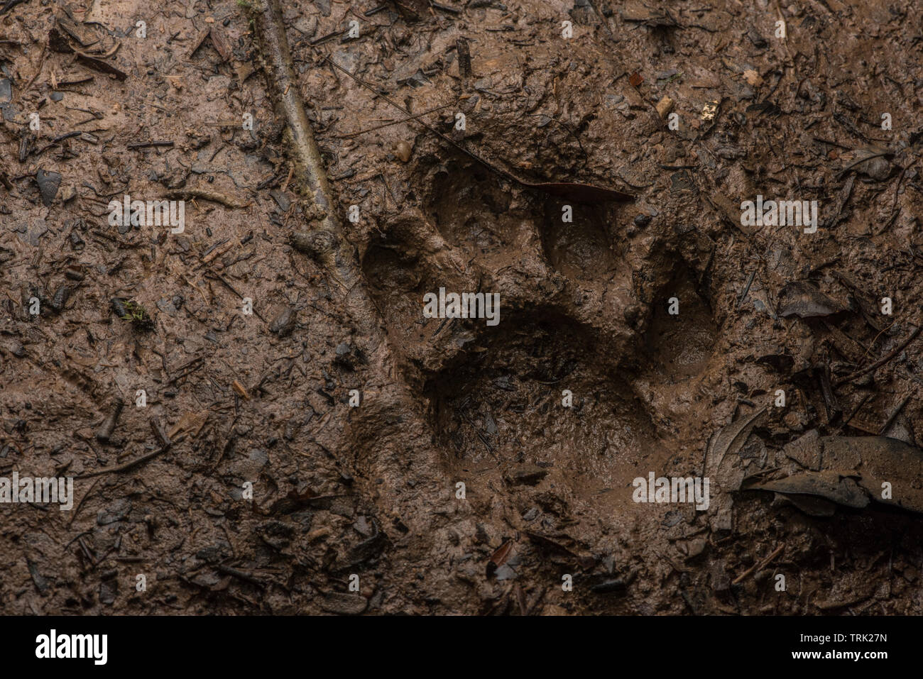 A footprint from a wild ocelot in Yasuni national park in the Amazon jungle of Ecuador. Stock Photo