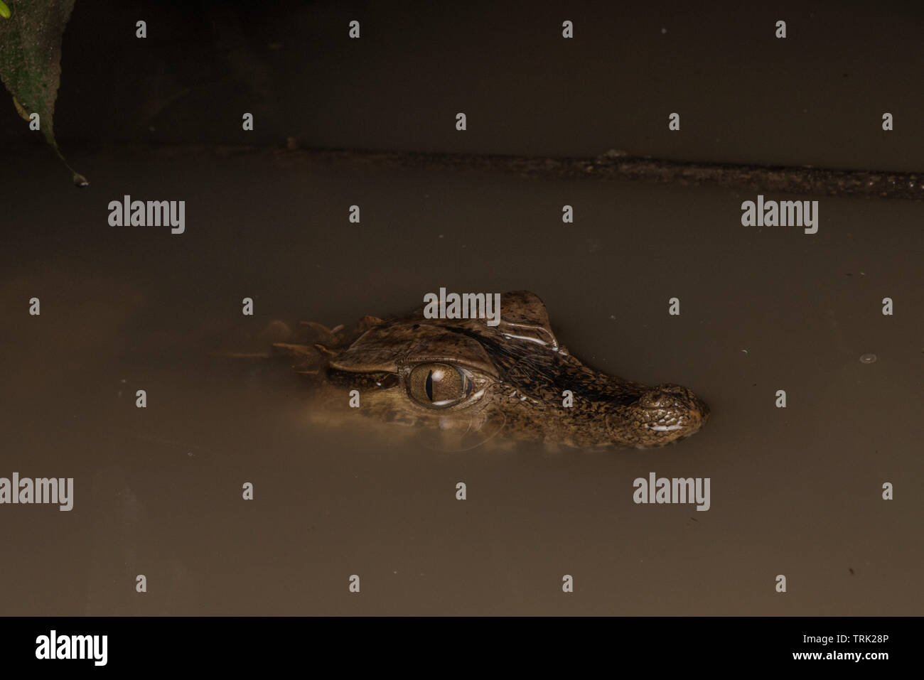 Smooth fronted caiman (Paleosuchus trigonatus) mostly submerged in muddy water waiting for prey. Stock Photo