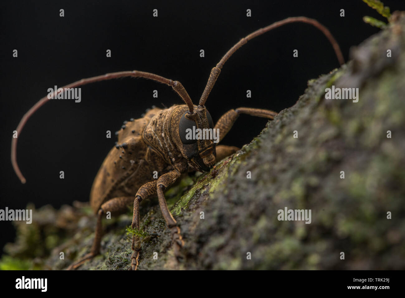 A longhorn beetle from the Cerambycidae family found in Yasuni national park in the Amazon rainforest of Ecuador. Stock Photo