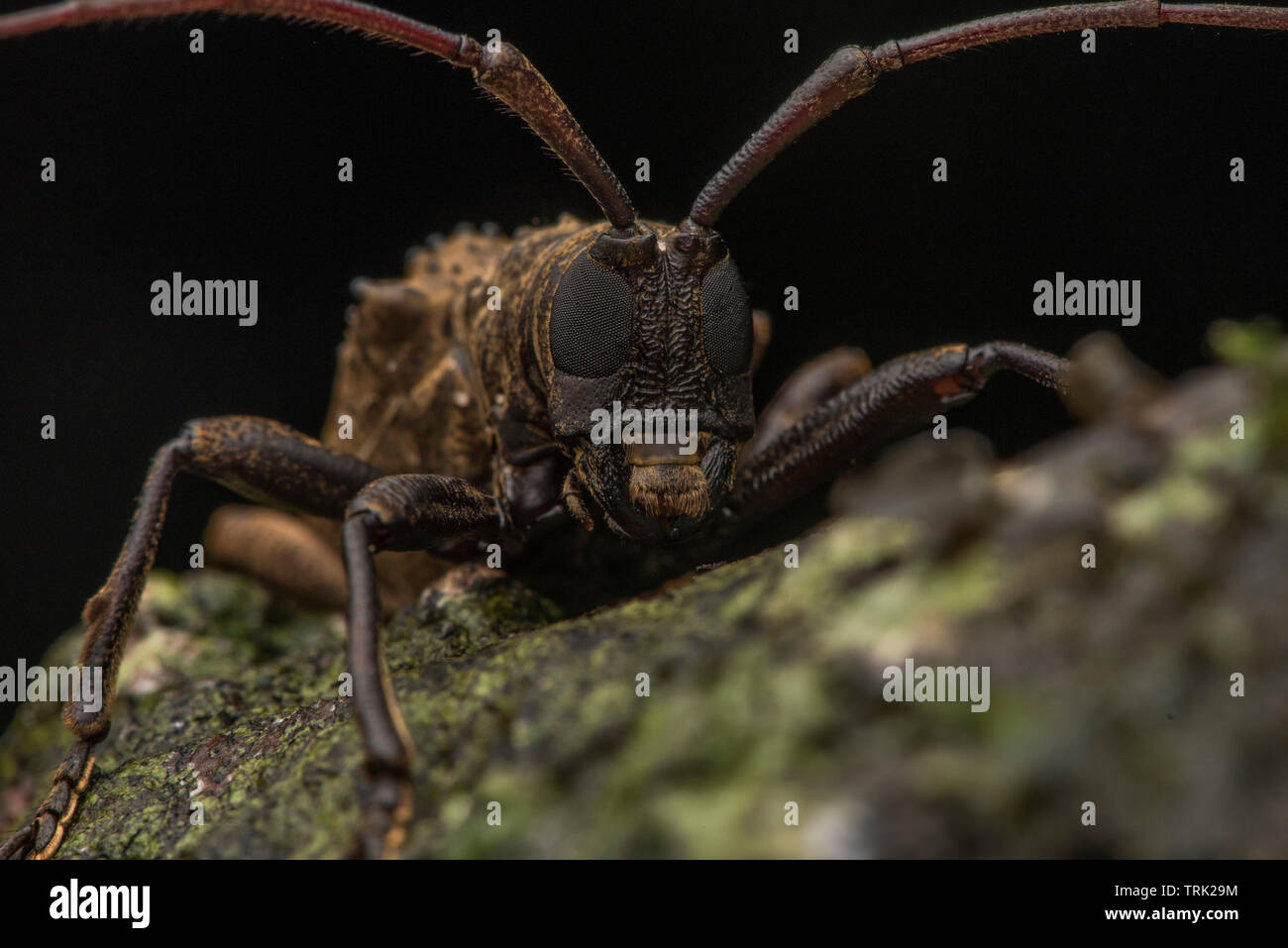 A longhorn beetle from the Cerambycidae family found in Yasuni national park in the Amazon rainforest of Ecuador. Stock Photo