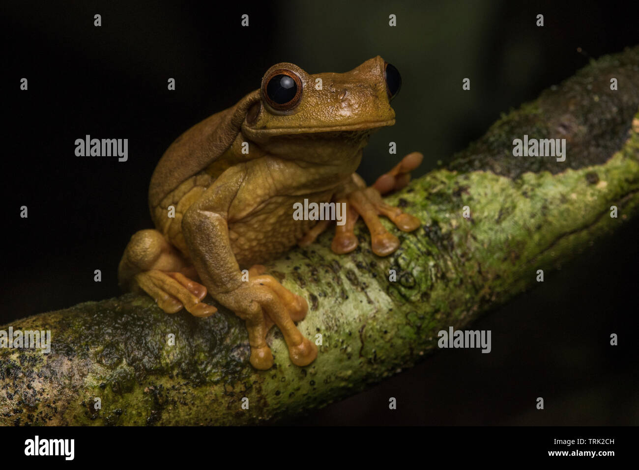 Surinam golden-eyed tree frog (Trachycephalus coriaceus) from the Ecuadorian jungle in Yasuni national park in South America. Stock Photo