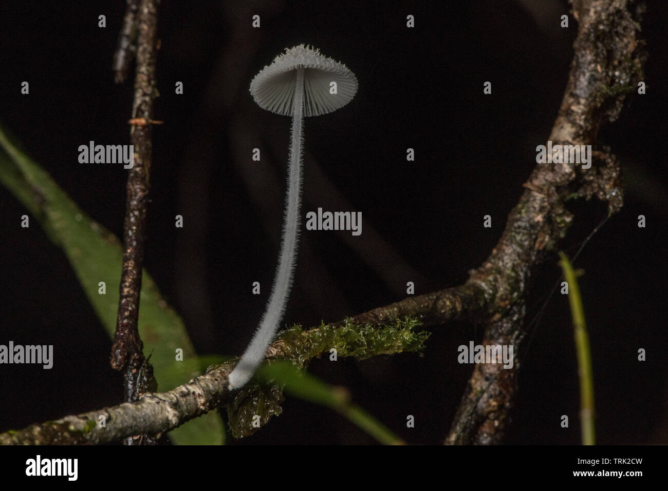 A small white mushroom growing well above ground level on a branch in the jungle of Ecuador. Stock Photo