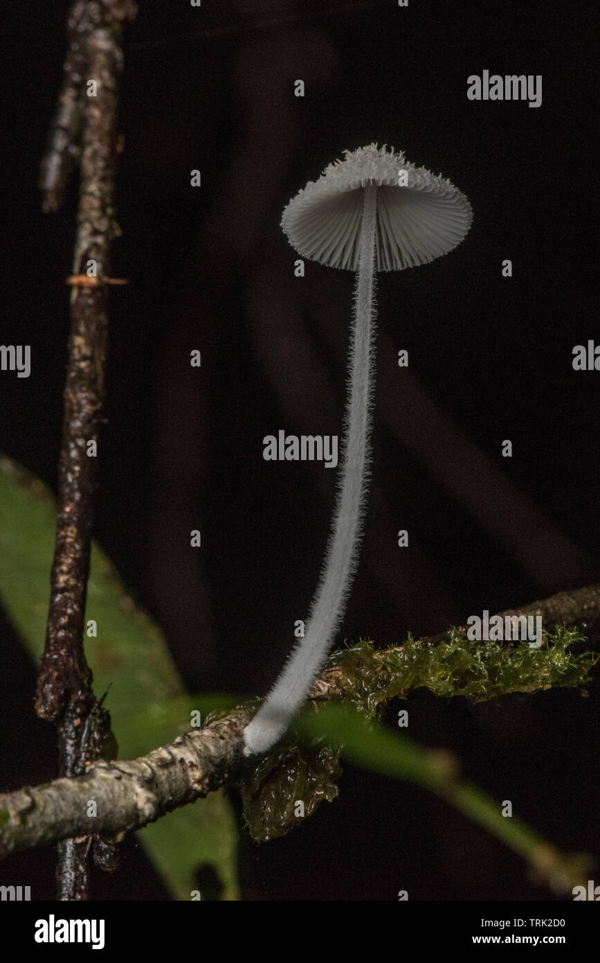 A small white mushroom growing well above ground level on a branch in the jungle of Ecuador. Stock Photo