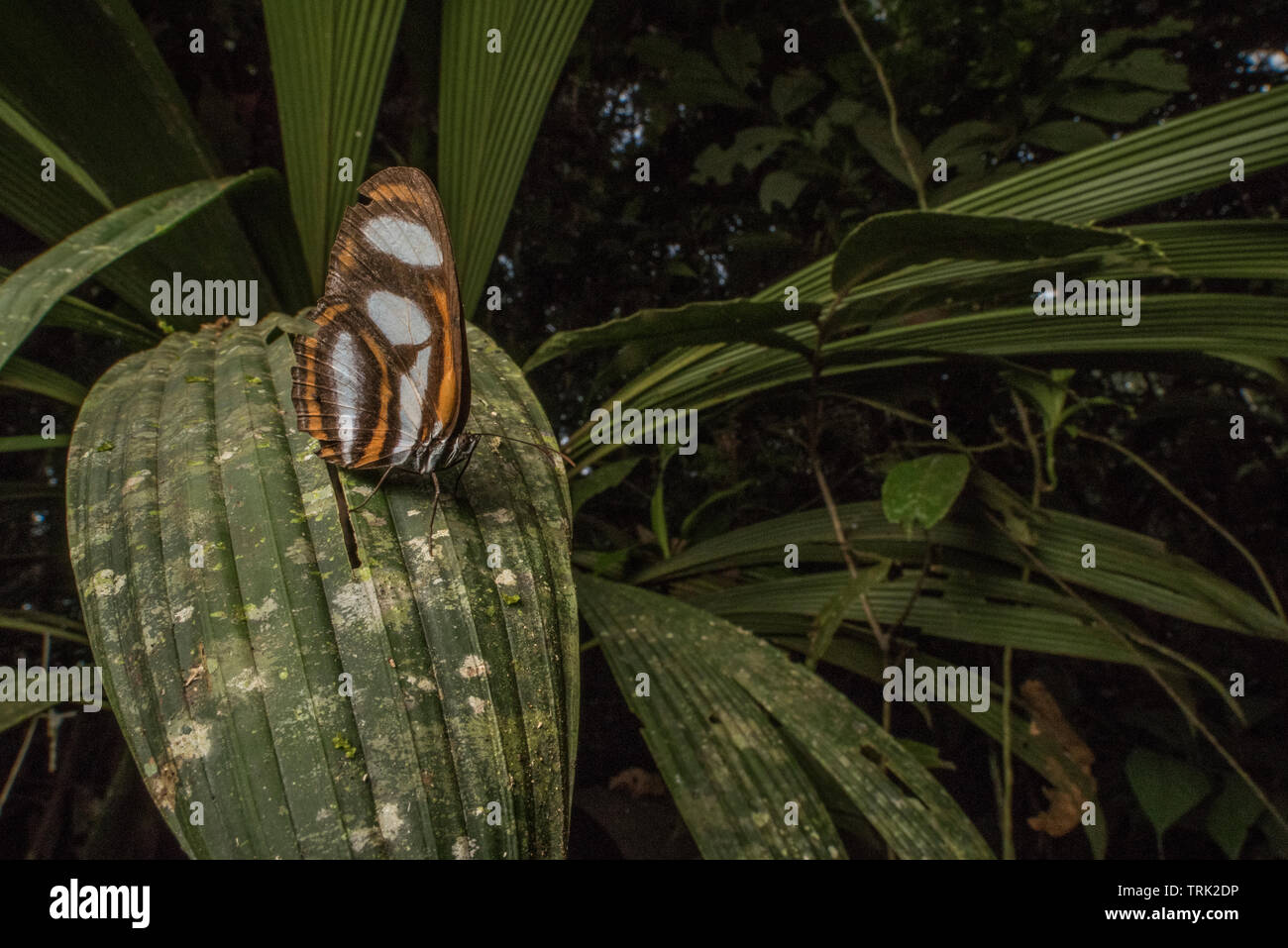 A butterfly perches on some foliage in the Amazon rainforest, the most biodiverse place on the planet. Stock Photo