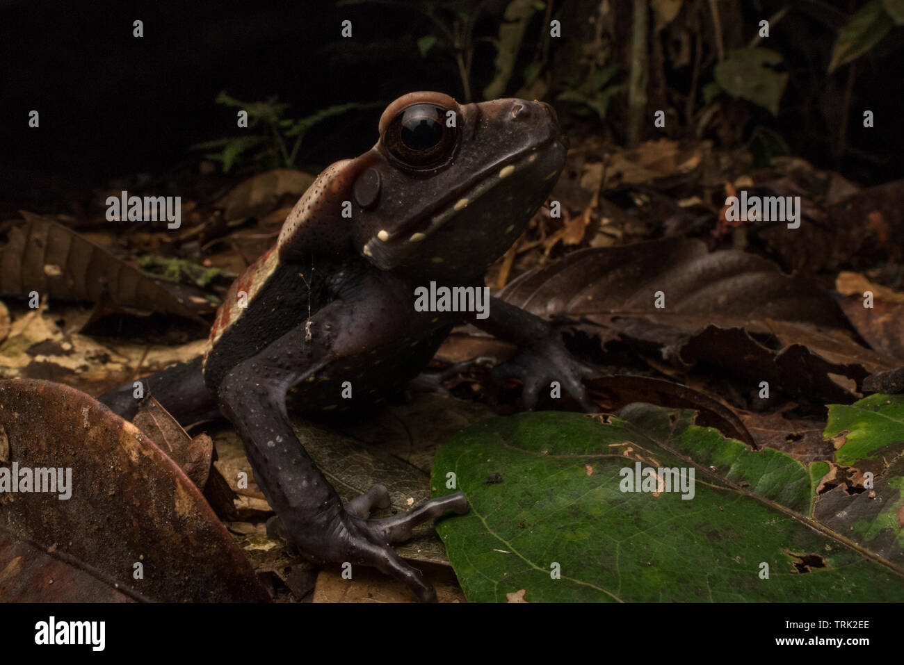 A juvenile spotted toad (Rhaebo guttatus) from Yasuni national park in the Ecuadorian Amazon. Stock Photo