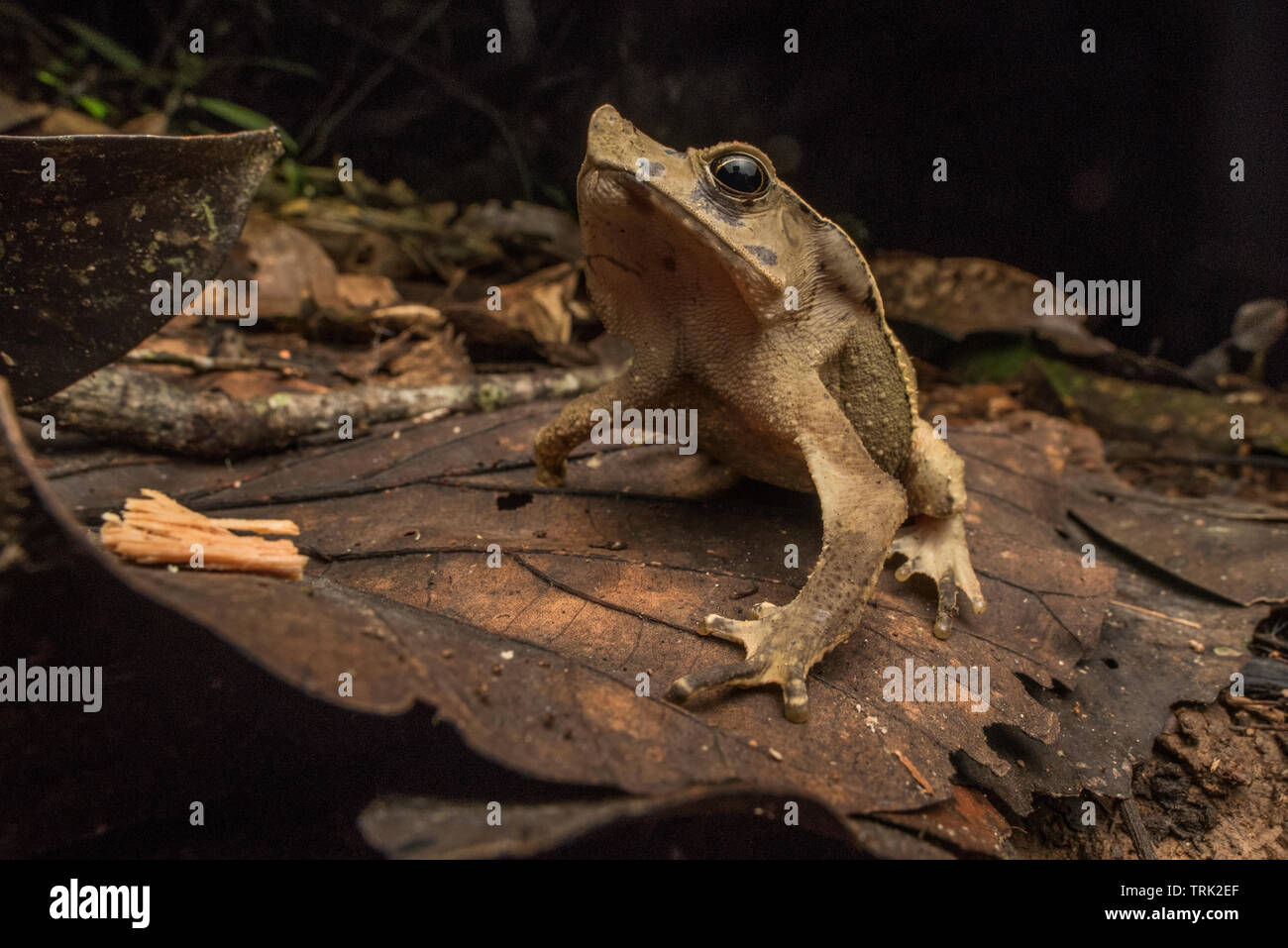 Amazon Rainforest And Forest Floor Stock Photos Amazon