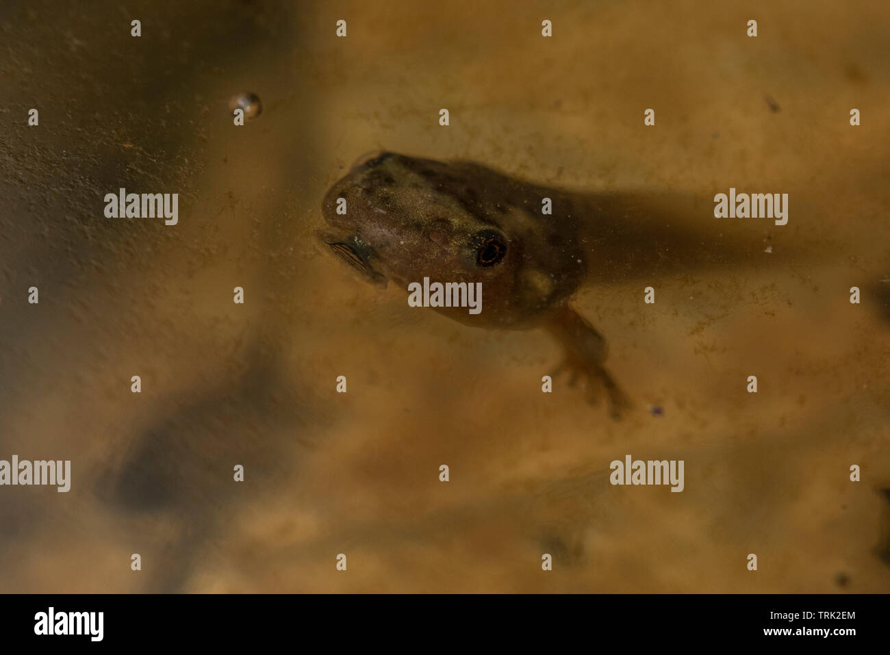 A young tree frog tadpole at the surface of the water in a small pool of water in Ecuador's Yasuni National Park. Stock Photo