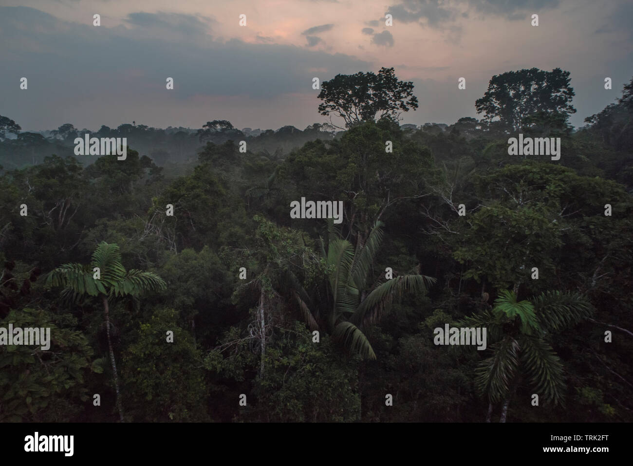 A view of the rainforest canopy in Yasuni national park, Ecuador.  Image taken from a canopy tower. Stock Photo