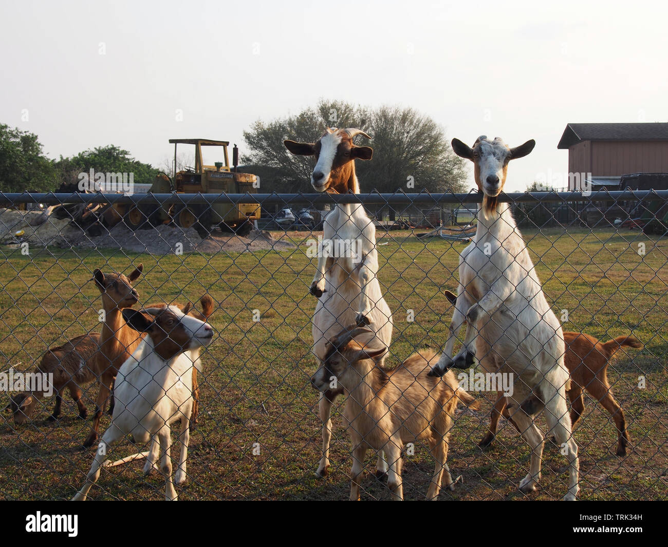 Curious goats investigate an approaching human, Florida, USA, January 11, 2019, © Katharine Andriotis Stock Photo