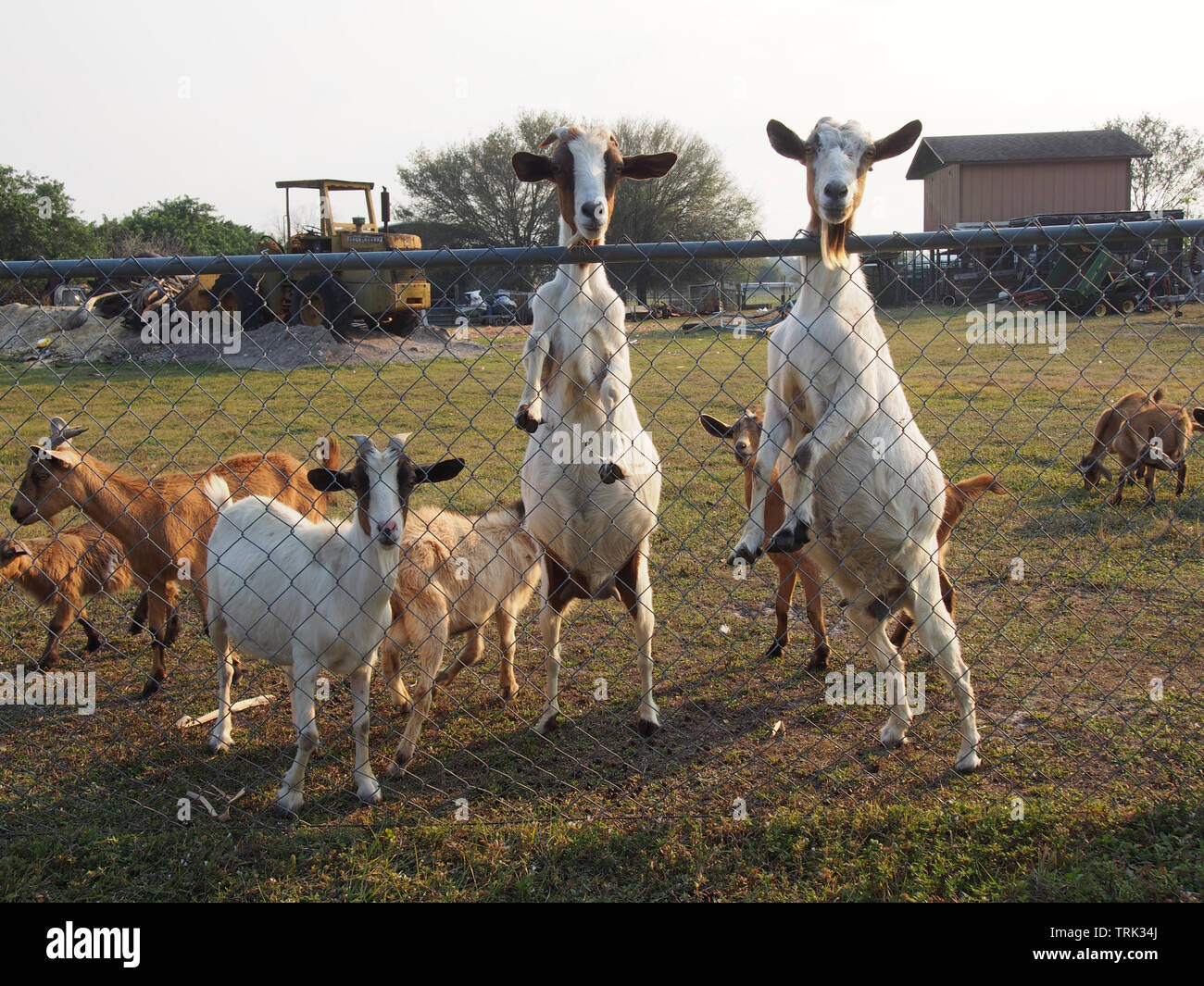 Curious goats investigate an approaching human, Florida, USA, January 11, 2019, © Katharine Andriotis Stock Photo