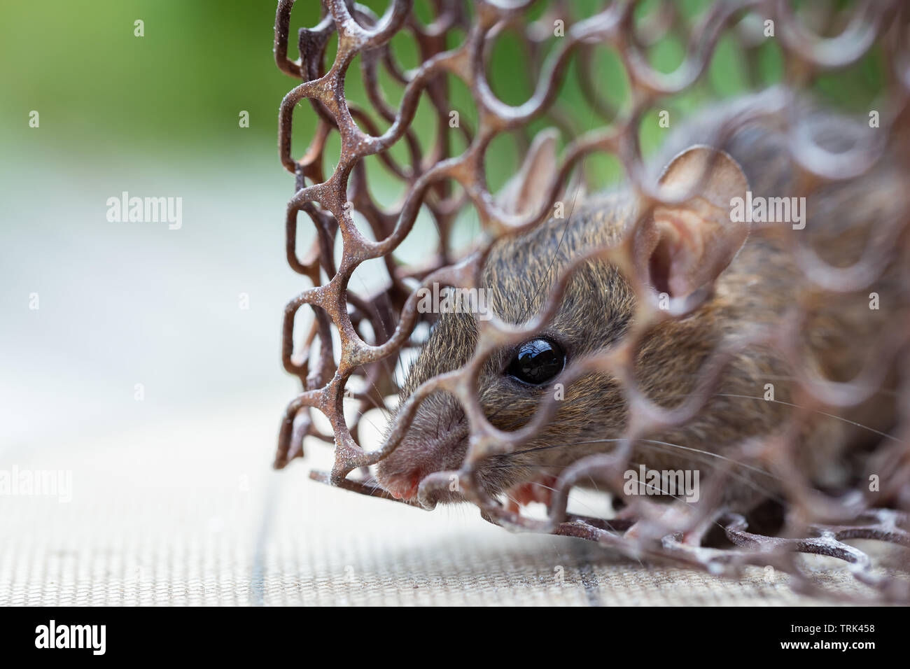 Mice caught in a mouse trap Stock Photo Alamy