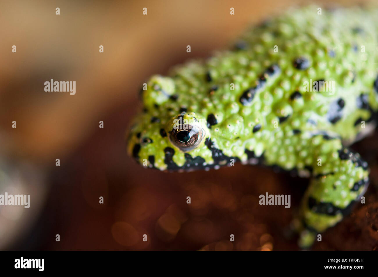 Fire-Bellied Toad Stands on a Log Stock Photo