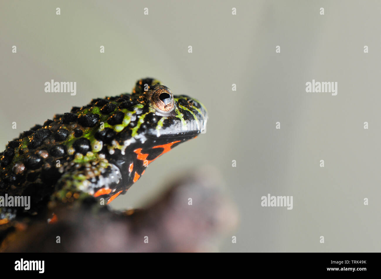 Fire-Bellied Toad Stands on a Log Stock Photo