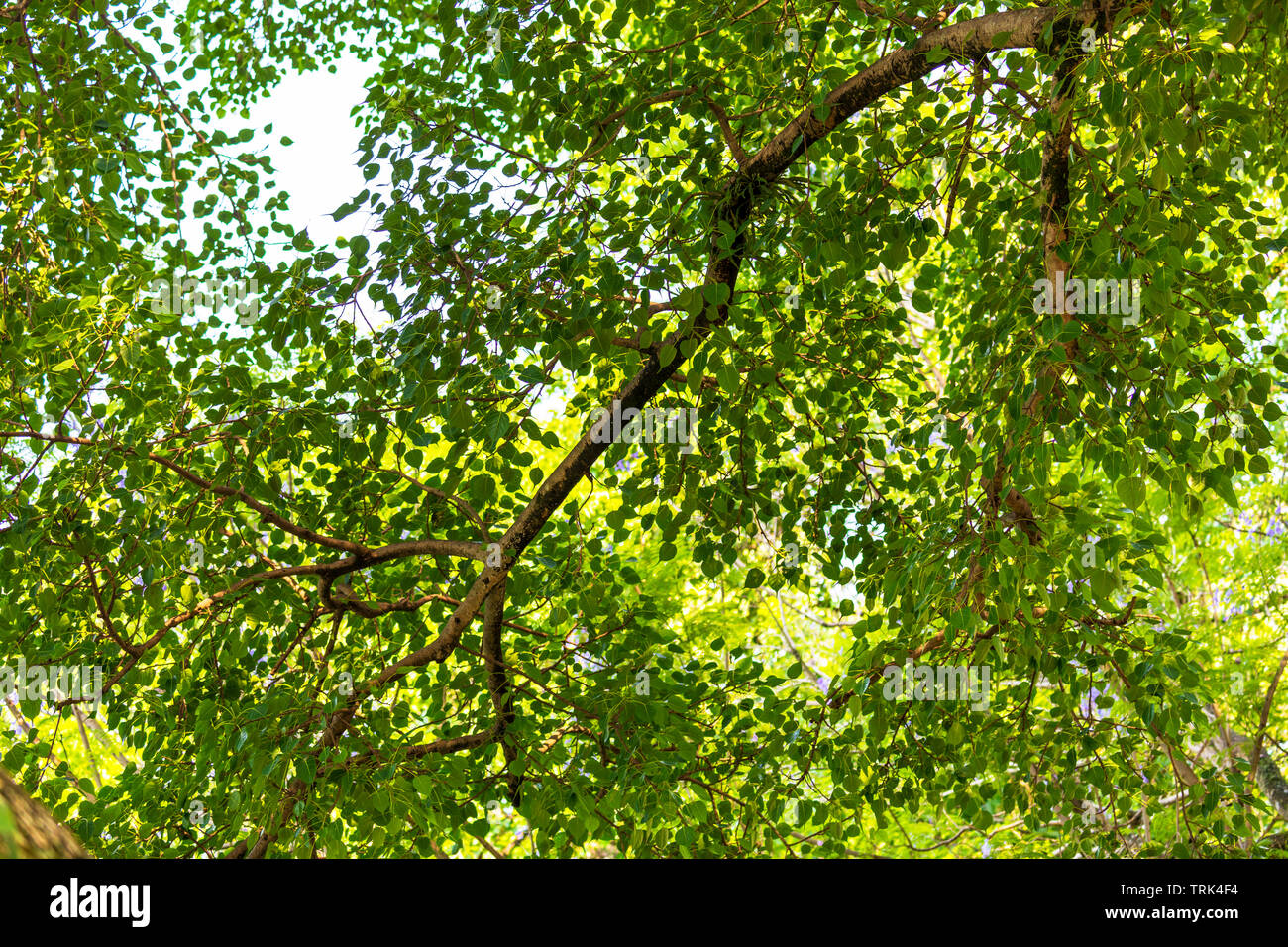 Neture texture,Pepal Tree Leaves,green leaves Background.The sacred fig is considered to have a religious significance in three major religions that o Stock Photo