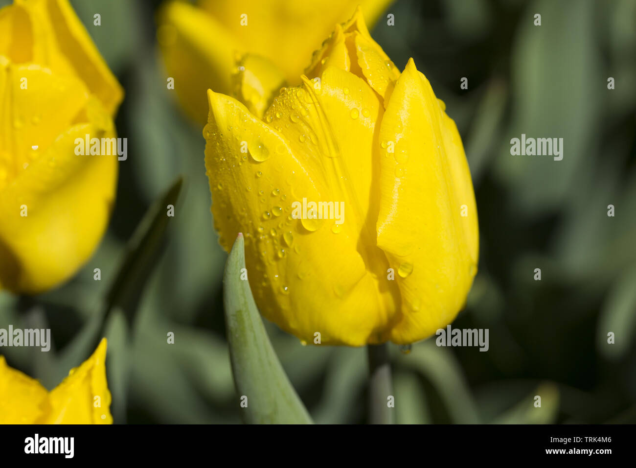 Yellow tulip field in Holland Stock Photo - Alamy