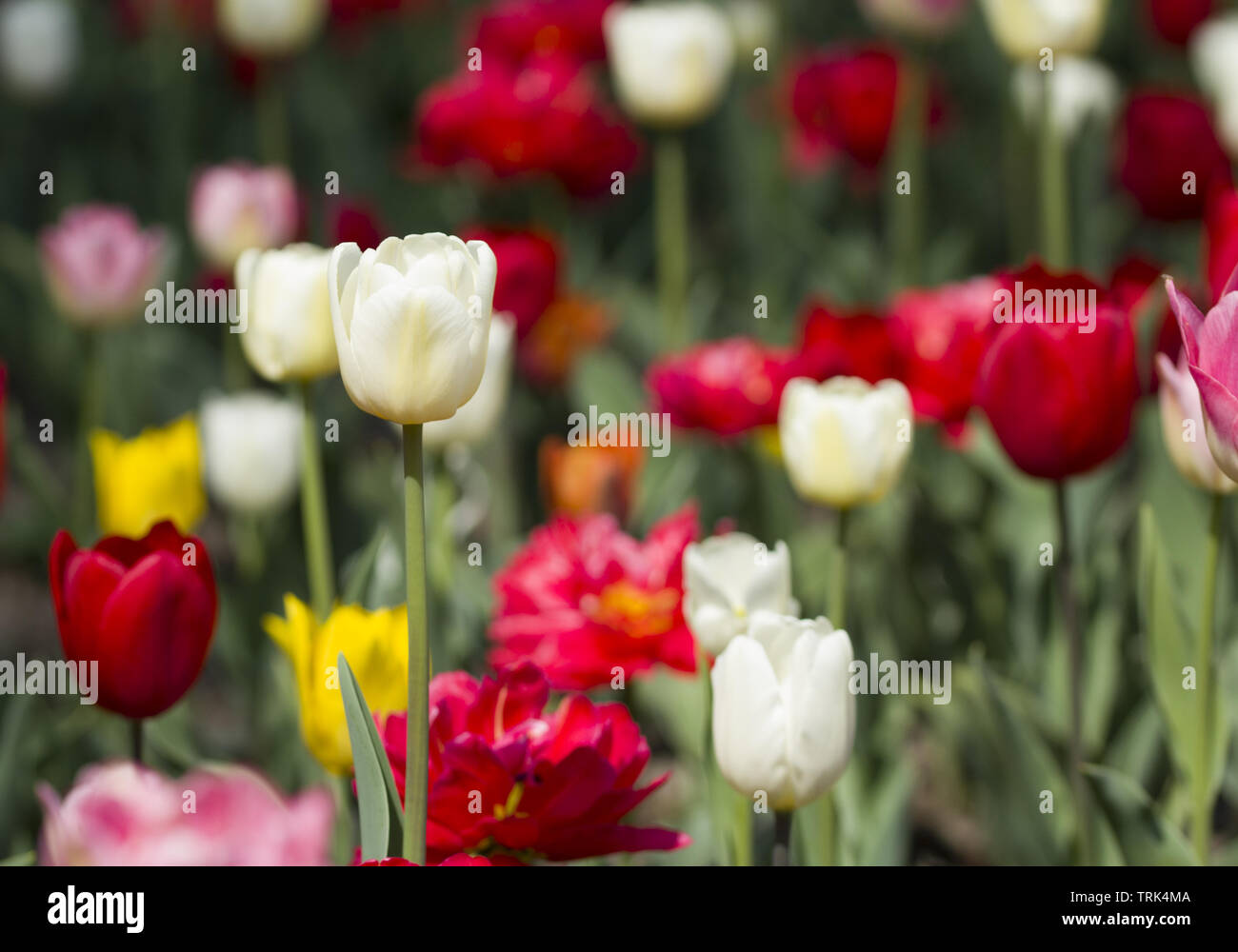 Beautiful pink, purple and white tulips with green leaves, blurred background in tulips field or in the garden on spring Stock Photo