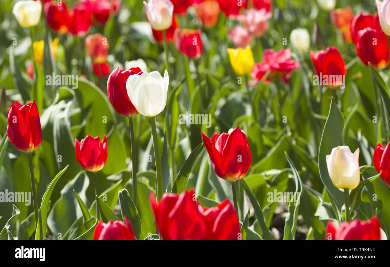 Beautiful pink, purple and white tulips with green leaves, blurred background in tulips field or in the garden on spring Stock Photo