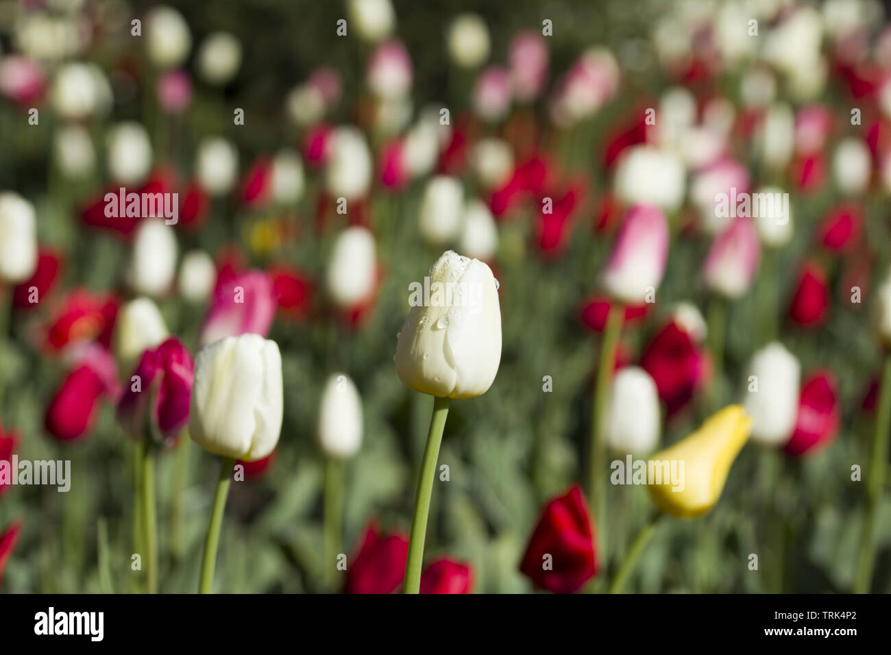 Beautiful pink, purple and white tulips with green leaves, blurred background in tulips field or in the garden on spring Stock Photo