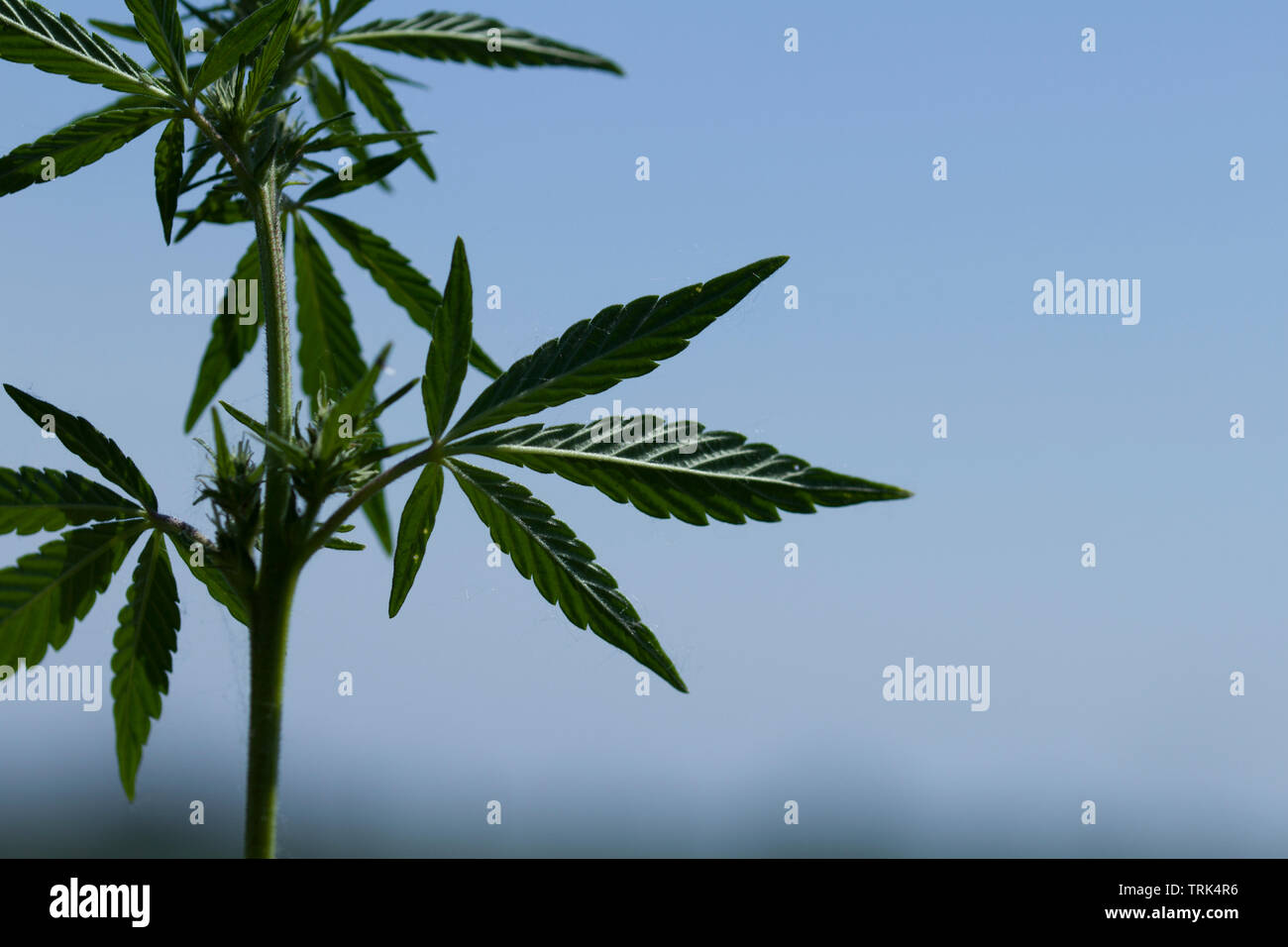 Hanfsamen, Samen, cannabis Stock Photo - Alamy