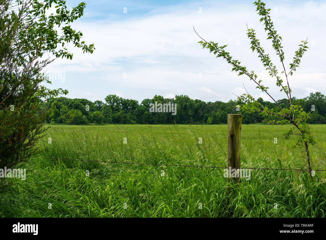 Wooden post and old fenceline with vibrant green field in the