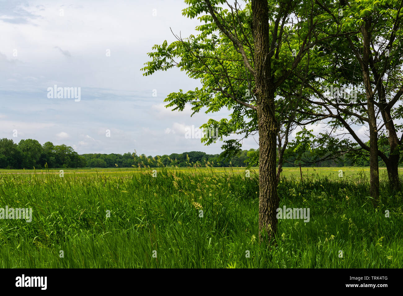 Trees with beautiful field in the background. Serena, Illinois, USA