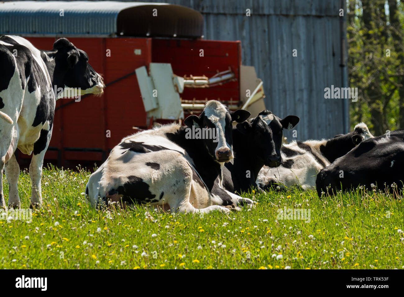 Farm black and white milk cows resting by old barn Stock Photo - Alamy