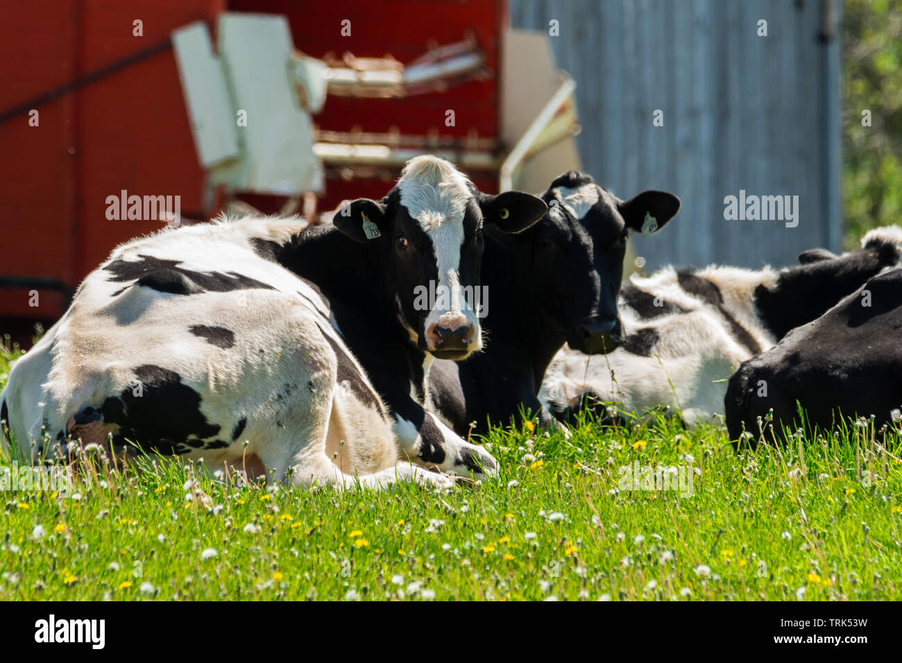 Farm black and white milk cows resting by old barn Stock Photo - Alamy